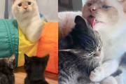 【海外】子猫が里親宅に到着！住人たちが教える「猫の極意」とは？