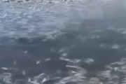 海外「全く関係ない動画を使って日本の福島放水は害があると誤報を流している中国人」
