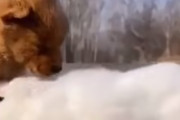 海外「ほっこりしたー！」仲良しの仔犬とうさぎの映像が可愛すぎると海外で話題に