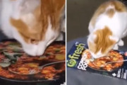 「味がしニャい？」雑誌のお料理の写真を必死に舐める子猫が可愛い！