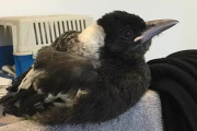 【海外】「数年後、カラスの恩返し！窓から転落した彼女を救った感動の物語」