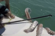 外国人「自然こそホラーだと気付いた画像を見せていくｗｗｗｗ」