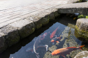 「日本じゃ排水路で鯉が泳げるのか…」「なんでこんなに水が澄んでるんだ？」【海外の反応】