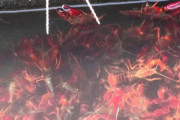 【画像多数】韓国人「日本の用水路に繁殖していつ生物がマジでヤバ過ぎる‥（ﾌﾞﾙﾌﾞﾙ」→「食べたらめちゃ美味しかった」　韓国の反応
