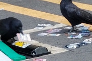 日本のカラスは賢過ぎてカードゲームが出来る（海外の反応）