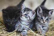 「あなたの国の言葉で『猫』は何て言う？」各国の呼び方いろいろ