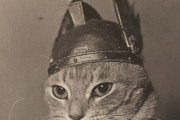 「ニーベルンゲンの指環」のブリュンヒルデに扮した猫の写真を無料ダウンロード公開