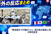 【海外の反応】「野良猫まで行儀がいい」田代島の猫島に外国人が移住宣言