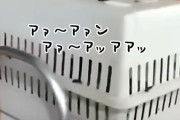 キャリーの中で泣き叫ぶ子供の声がリアルすぎて通報待ったなし？だがその正体は（要音声）