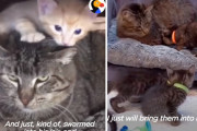 野良猫人生の最後に保護された老描、保護猫の子猫たちに囲まれて見違えたように生き生きし始める