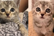 【海外】「排水溝に数日間閉じ込められた子猫、優しい救助者のブランケットで新しい生活がスタート！」