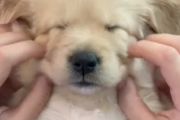 子犬A「あああ＾〜飼い主の脚の上でリラックスだワンねぇ・・・。」子犬B「僕も構って！！！！」