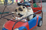 それ人間の乗り物ー！車がくるくる回る遊具に何故かパグの家族3匹が…