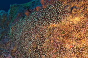 【海外】「ポルトガル、驚異の「水中山脈」を守る38,000平方マイルのエリアを発表！」