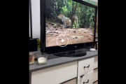 この映像を見たワンさんのリアクションが海外で話題にｗｗ海外の反応