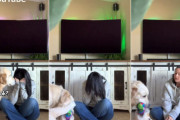 死んだふり・泣いているふり・隠れてみた、をゴールデンレトリバーに試した飼主さん。愛犬はどんな反応を見せたかな？