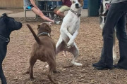 外国人「うちの犬のクセが強すぎるから皆にも見てほしい！」