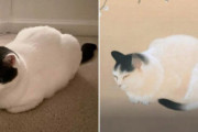 うちの猫は1906年に日本で生まれたタイムトラベラーかもしれない