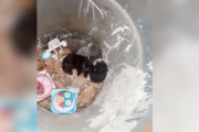 【海外】ゴミ箱から見つかった「辛い」赤ちゃんたちが、愛情で優しい存在に変身する過程とは？