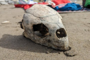 外国人「日本の海岸で謎の生物の頭蓋骨を見つけたがこれは何？」