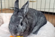ベッドメイキング中に飼主さんが何度も要らない玩具をベッドに置き直すのでイラッとするウサギちゃん