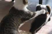 他の猫を従わせたい？まるで人間のような手の動きをする猫