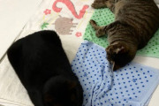 外国人「日本であまりに四角すぎる猫が発見されてしまう(笑)」