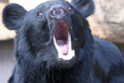 韓国人「韓国環境部、絶滅危惧種を復元しようとツキノワグマを山に放した結果」