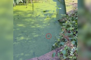 【海外】空の池付きで家を購入した女性、驚きの発見！その中に住む「小さな住人」とは？