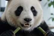中国人「日本の社食、このレイアウトの一体何が楽しいの？」　中国人「最高に素晴らしい」「私の夢の社食。まさに天国」