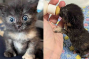 【海外】「水たまりで見つけた子猫が、仲間の猫と一緒に成長する姿にほっこり」