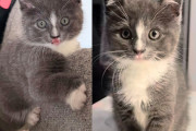 【海外】子猫が迷わず助けを求めた車の中で、ドアを開けるとみんなの心をつかもうと奮闘する物語！