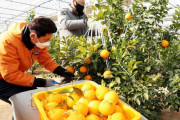 韓国人「イチゴにデコポン…これらはすべて日本の品種をロイヤリティも支払わずに盗んできたものｗｗｗｗ」