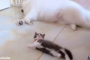 ふわふわサモエドと可愛いハチワレ子猫が同じポーズでごろ～ん。仲よさそうにのんびりしている姿に癒される