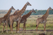 【海外】あなたの知らない、セックスがもっと魅力的な動物10選！