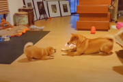 オモチャを巡って親子喧嘩をはじめる柴犬パパと子犬ちゃん。はたして勝負の結果は？