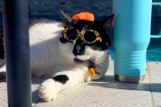 【海外】22ポンドの猫が、食への愛で10ポンド減量！ご飯の時間になるとママの足元をウロウロする姿が愛らしい涙の物語