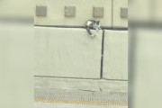 【海外】「ラッシュアワーの真っ只中に現れた小さな影！街中で見つけた驚きの瞬間とは？」