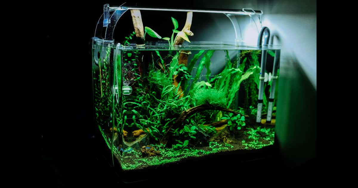 日本の「活魚バッグ」が見てるだけでワクワクする！魚を入れて散歩したい！【台湾人の反応】 | 海外の反応アンテナ