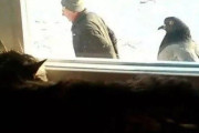 「このハトと老人の写真の違和感が大きいので…完成させてみた」猫もビックリの予想図