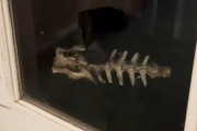 末は古生物学者かな？犬が奇妙な骨を口にくわえて戻ってきた