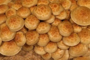 海外「日本のなめこというキノコを育ててみた」日本の食用キノコ、なめこに対する海外の反応