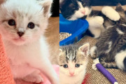【海外】「臆病な母猫と4匹の子猫、数週間後に迎えた幸せな結末」