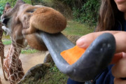 長い舌を伸ばしてモシャモシャモシャ…キリンのエサやり動画がクセになる可愛さ