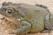 超強力な幻覚作用のあるヒキガエルの毒を吸った男性が死亡、セクシー男優らと儀式か