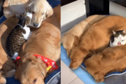 毎日が大盛り？！ベッドひとつにゴールデンレトリバー3頭。猫もまざって出来上がり