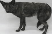 【海外】犬とキツネの奇跡のハイブリッド「ドッグシム」の物語 – 存在してはいけなかった生き物の秘密に迫る！