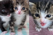 【海外】庭で見つけた子猫たち！他の猫ちゃんたちも探してるんだって！