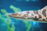 【海外】カリフォルニアのヒョウザメ、成熟するまでにかかる驚きの年月とは？