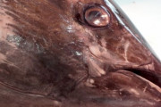 韓国人「日本で売っている9000ウォンのマグロ丼がやばすぎる」